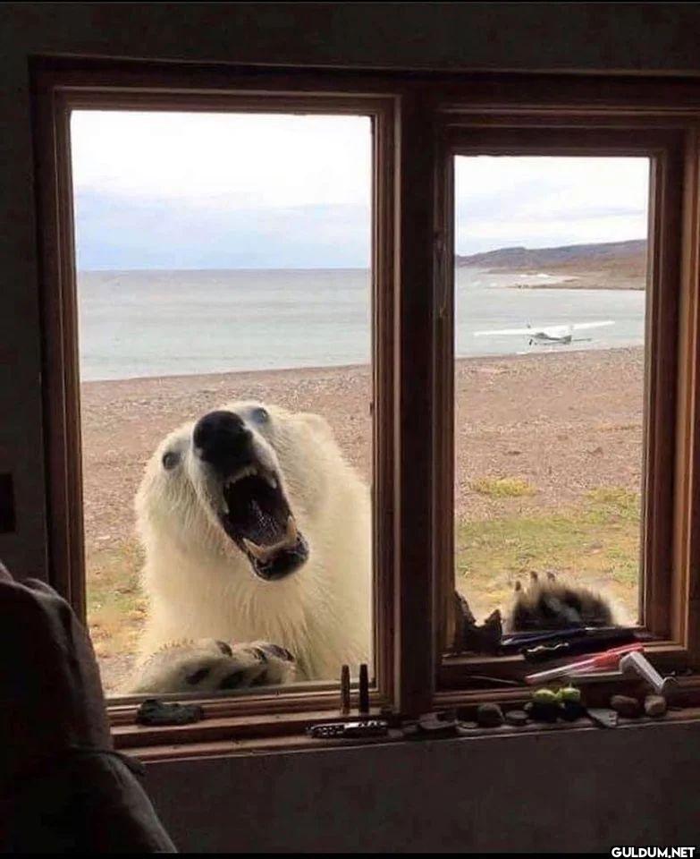 Cabin in Alaska for rent,...