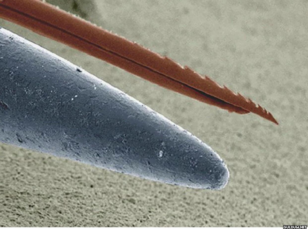 3. Microscopic look at a...