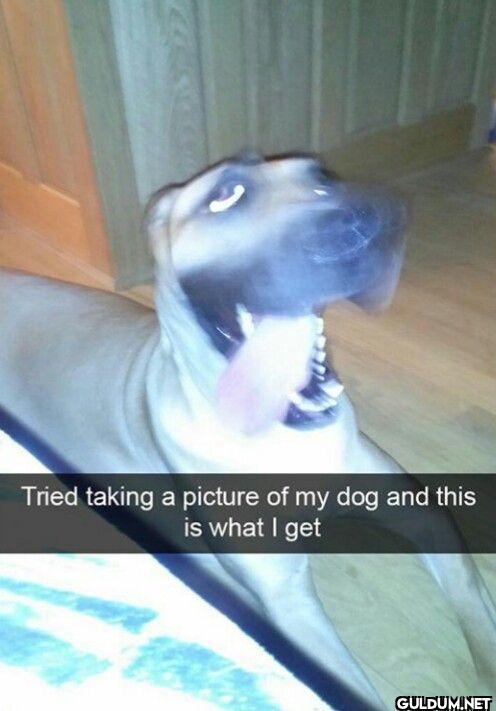 Tried taking a picture of...