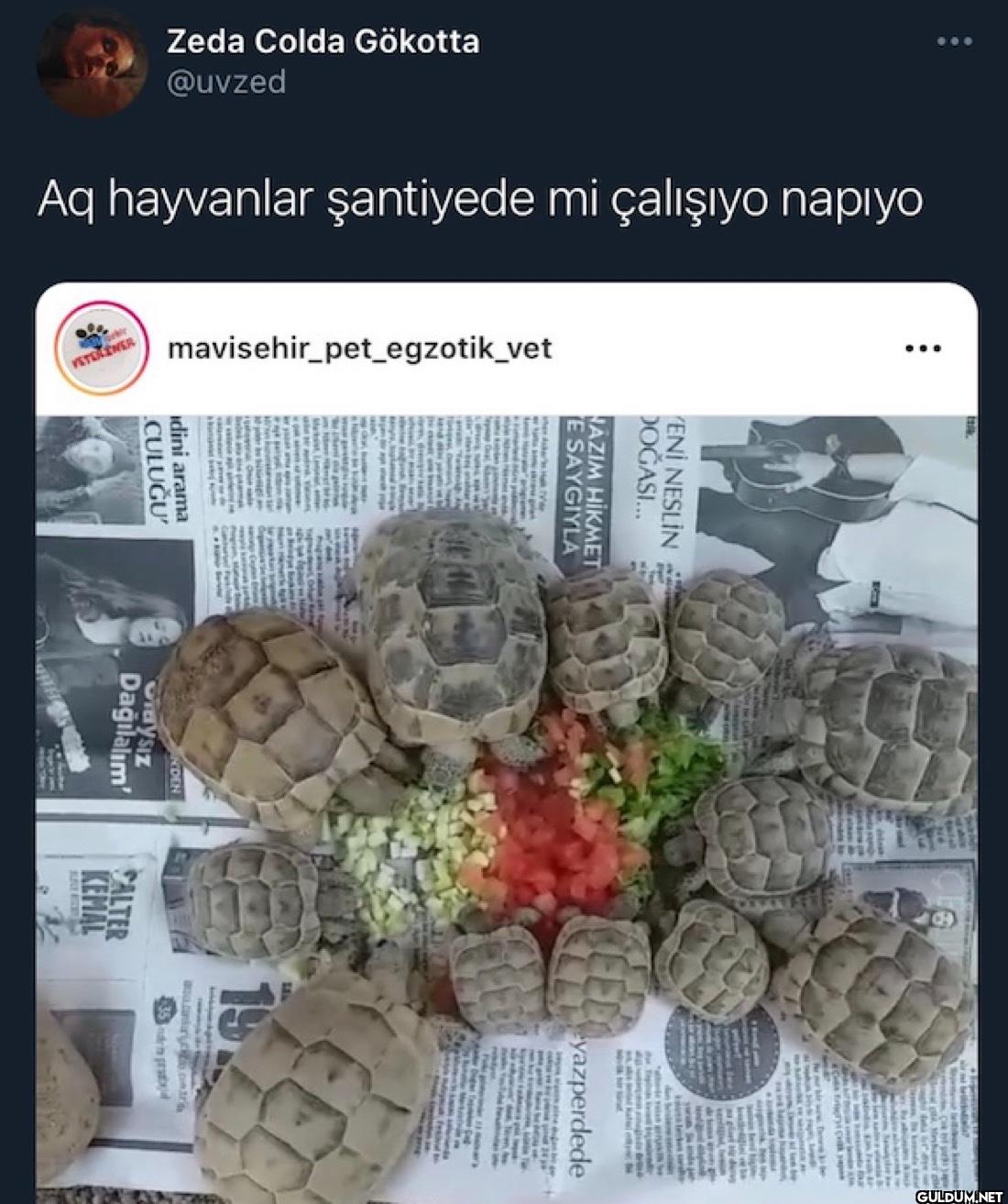 Aq hayvanlar şantiyede mi...
