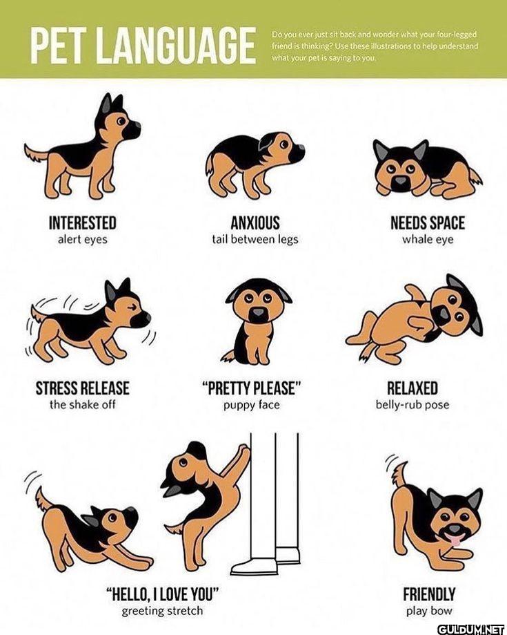 10. Pet Language    PET...