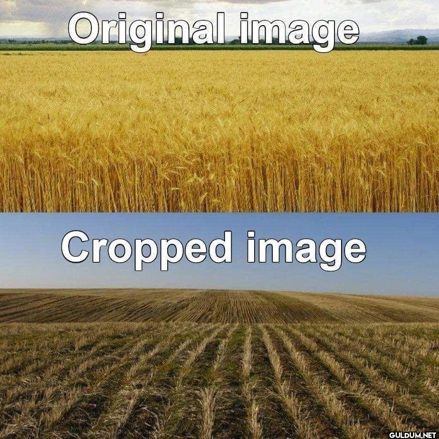 Original image Cropped image