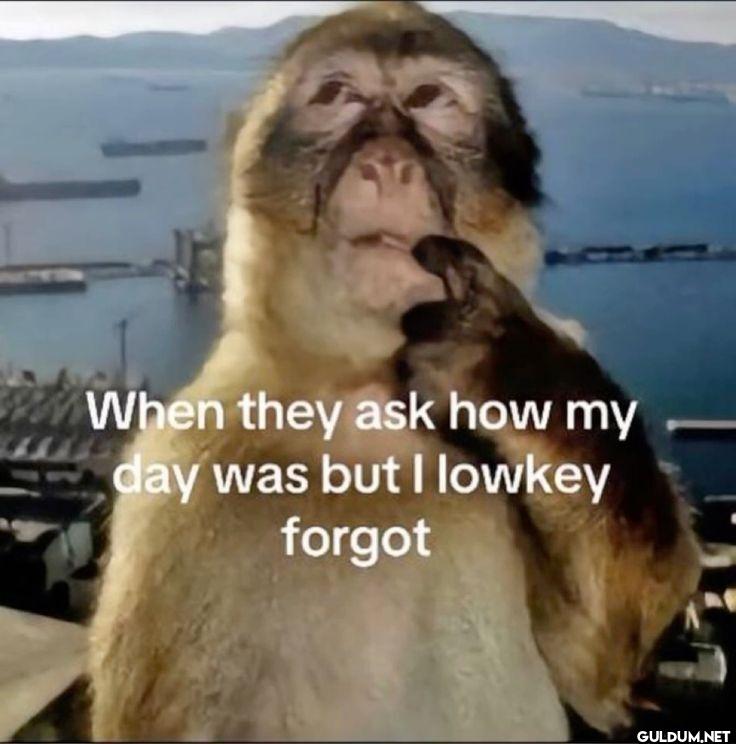 When they ask how my day...