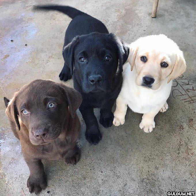Which one would you adopt?