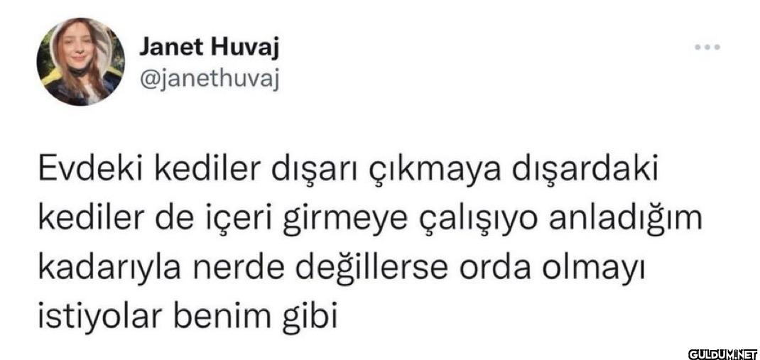 Evdeki kediler dışarı...