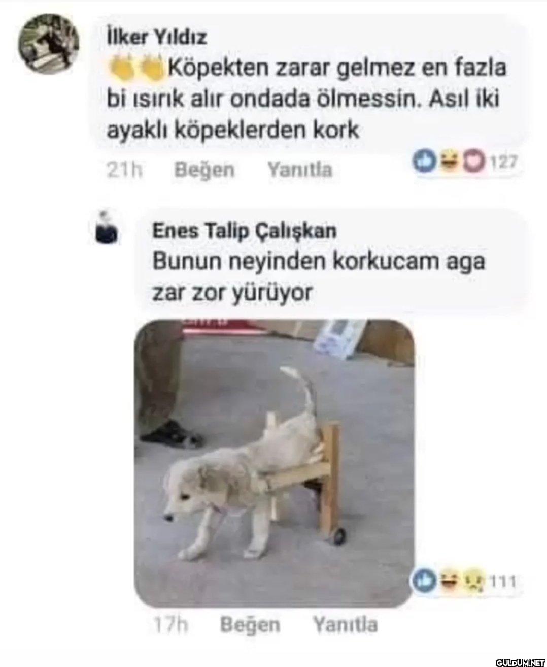 89-) iki ayaklı köpek   ...