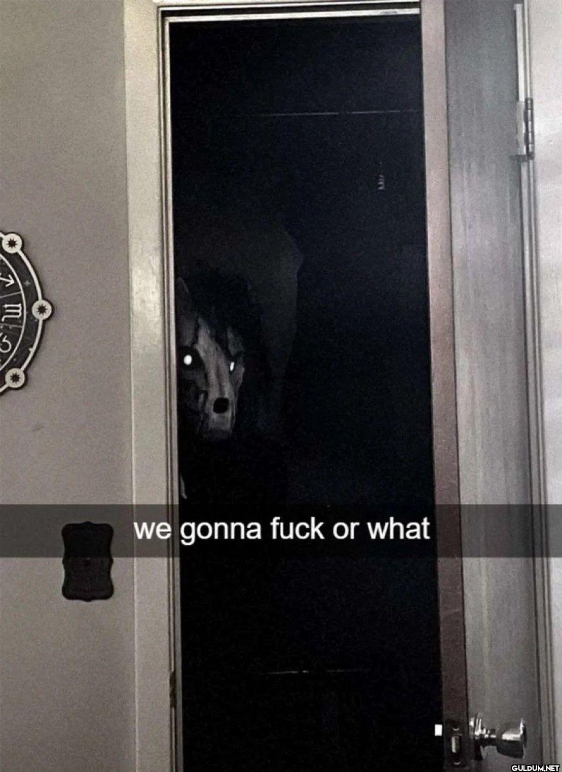 we gonna fuck or what