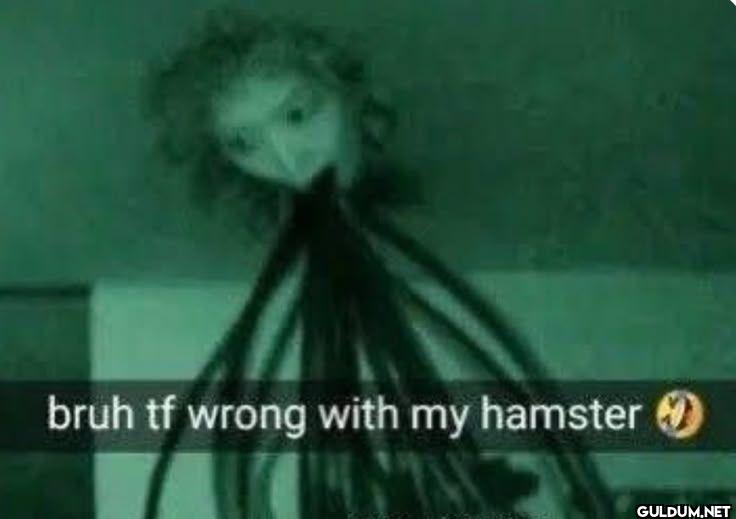 bruh tf wrong with my hamster