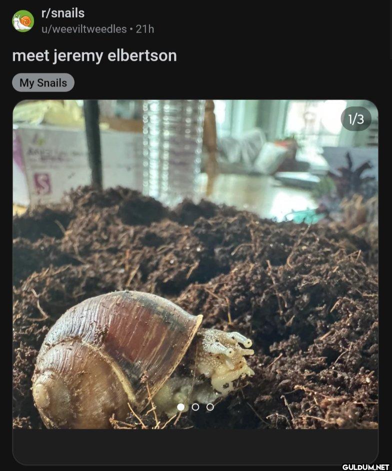 r/snails u/weeviltweedles...