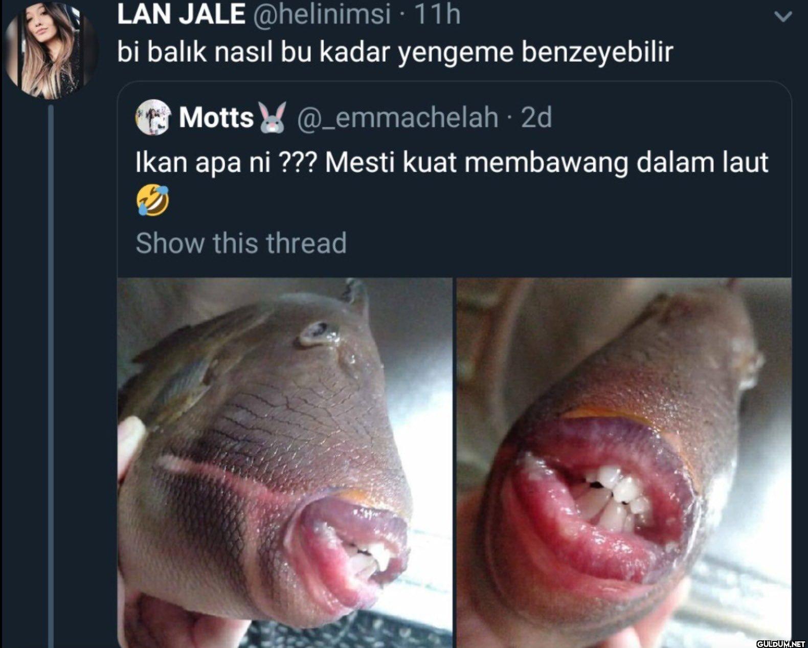 · 11h bi balık nasıl bu...
