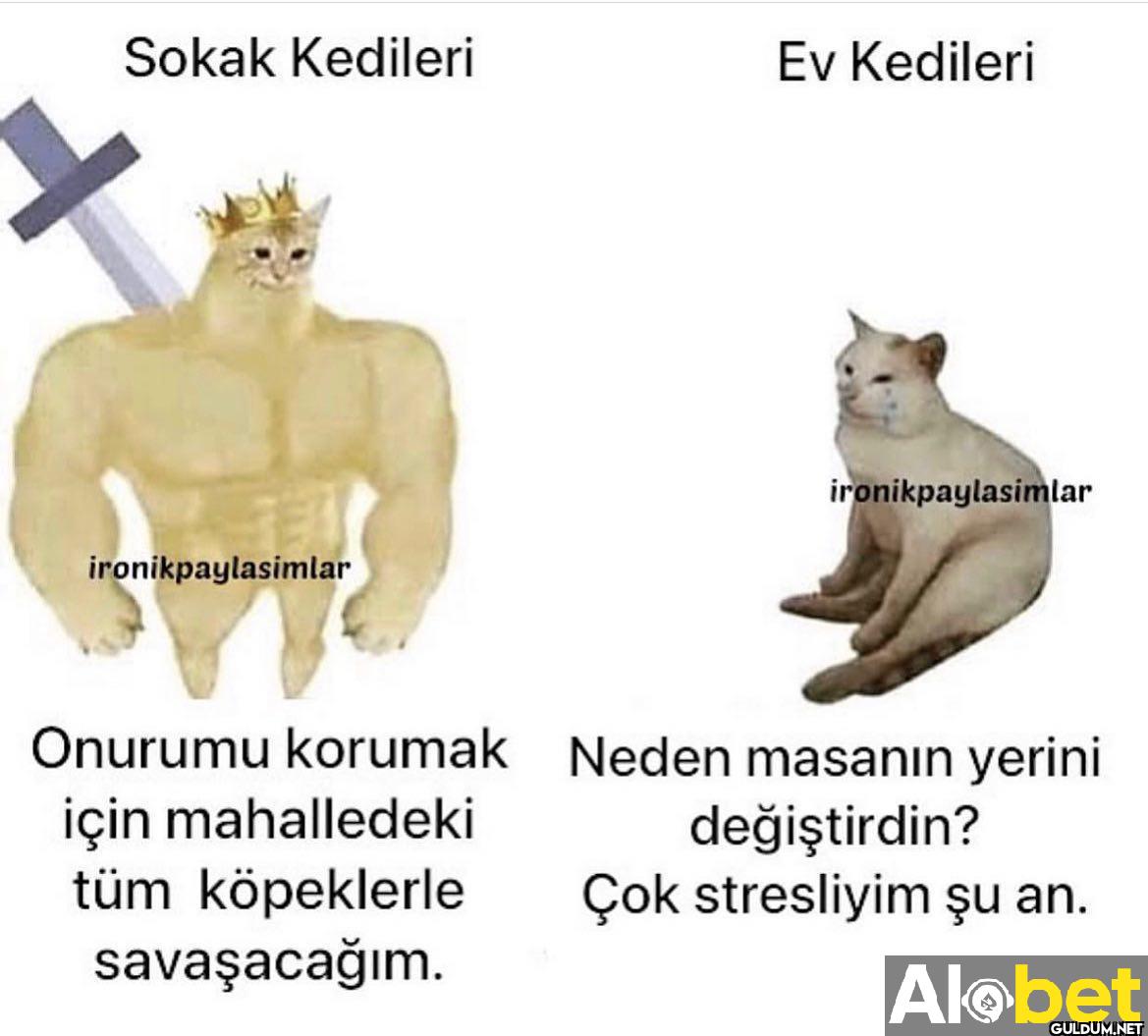 Sokak Kedileri Ev Kedileri...