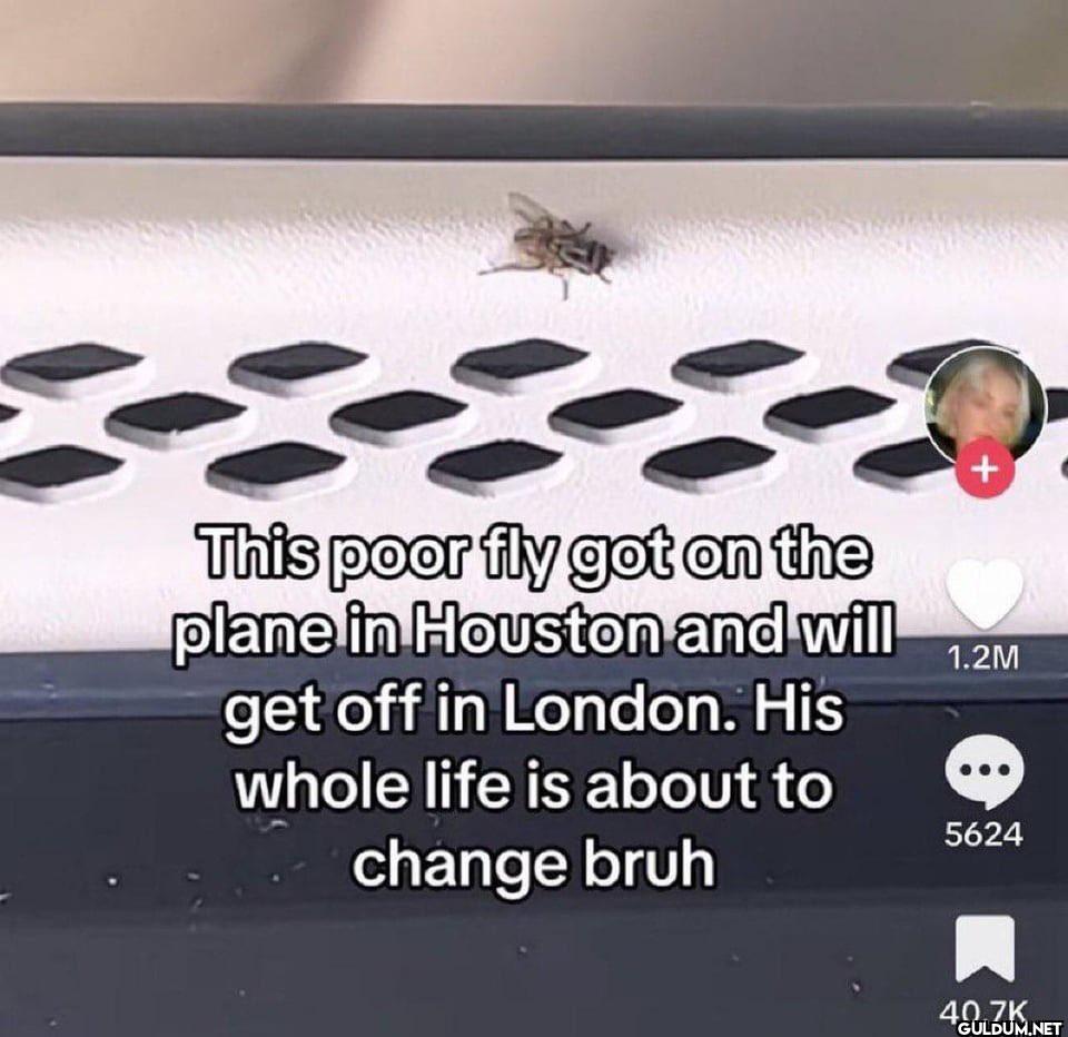 + This poor fly got on the...