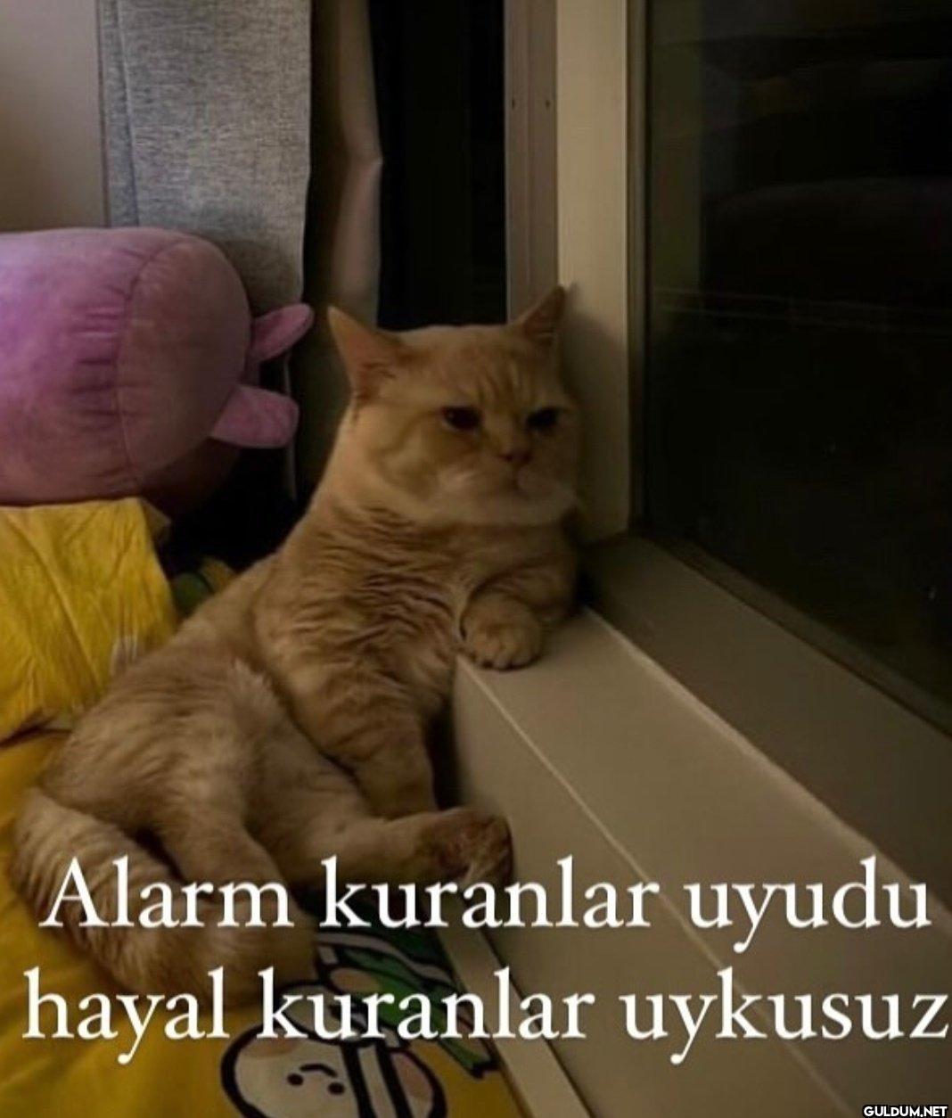 Alarm kuranlar uyudu hayal...