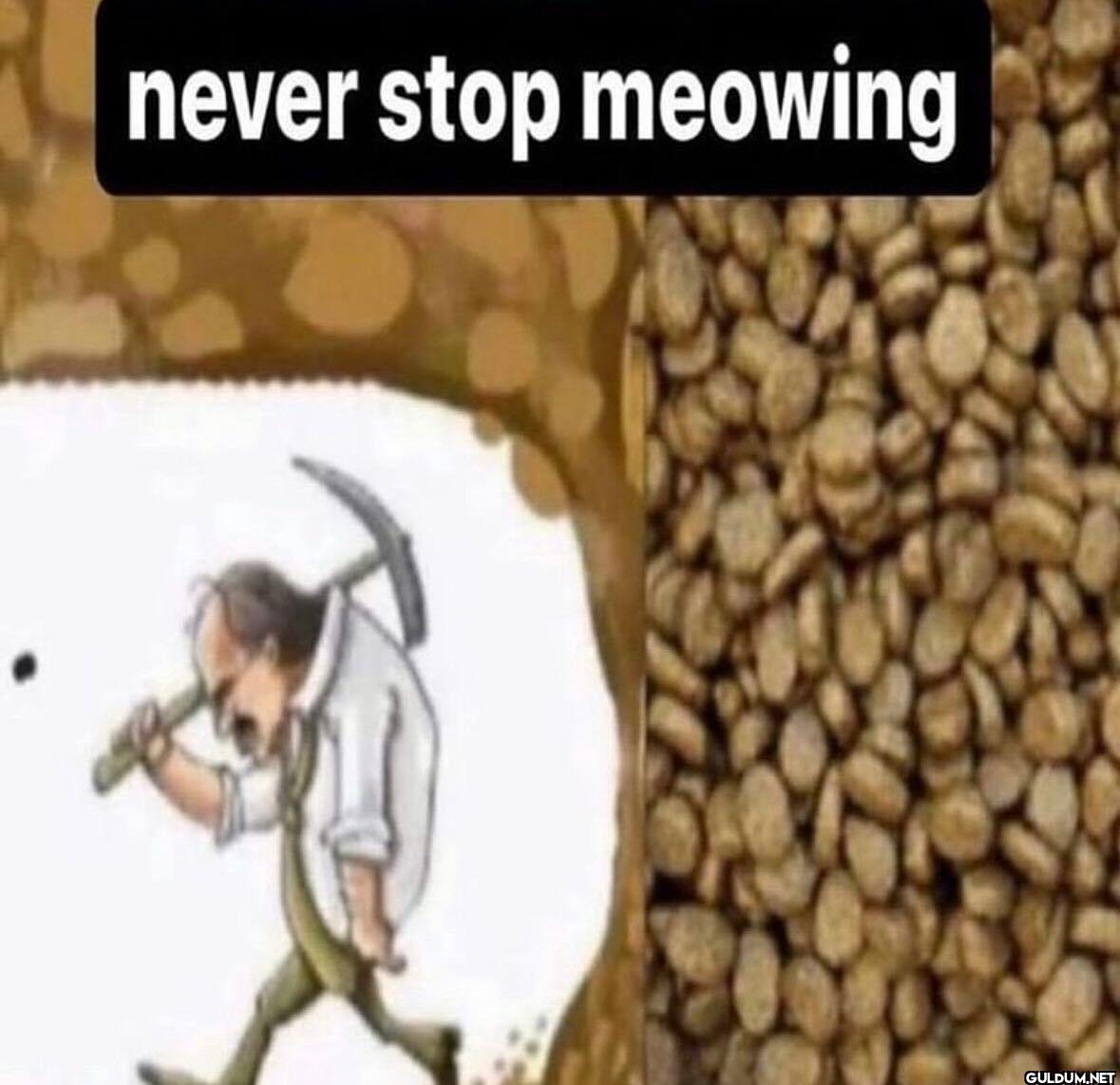 never stop meowing