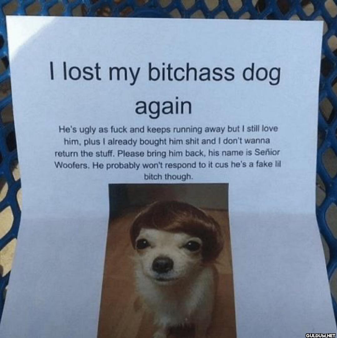 I lost my bitchass dog...