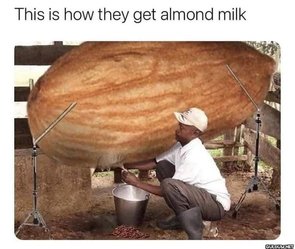 This is how they get almond milk