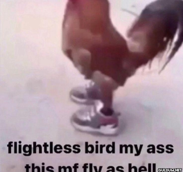flightless bird my ass...