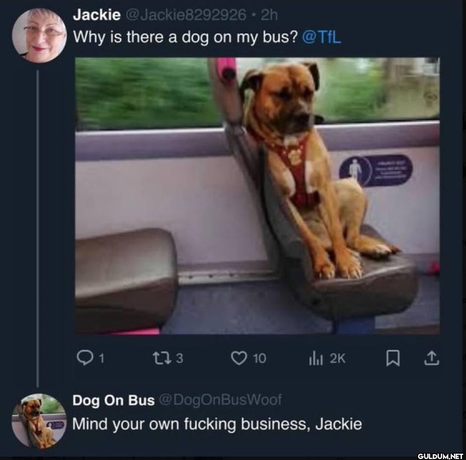 • 2h Why is there a dog on...