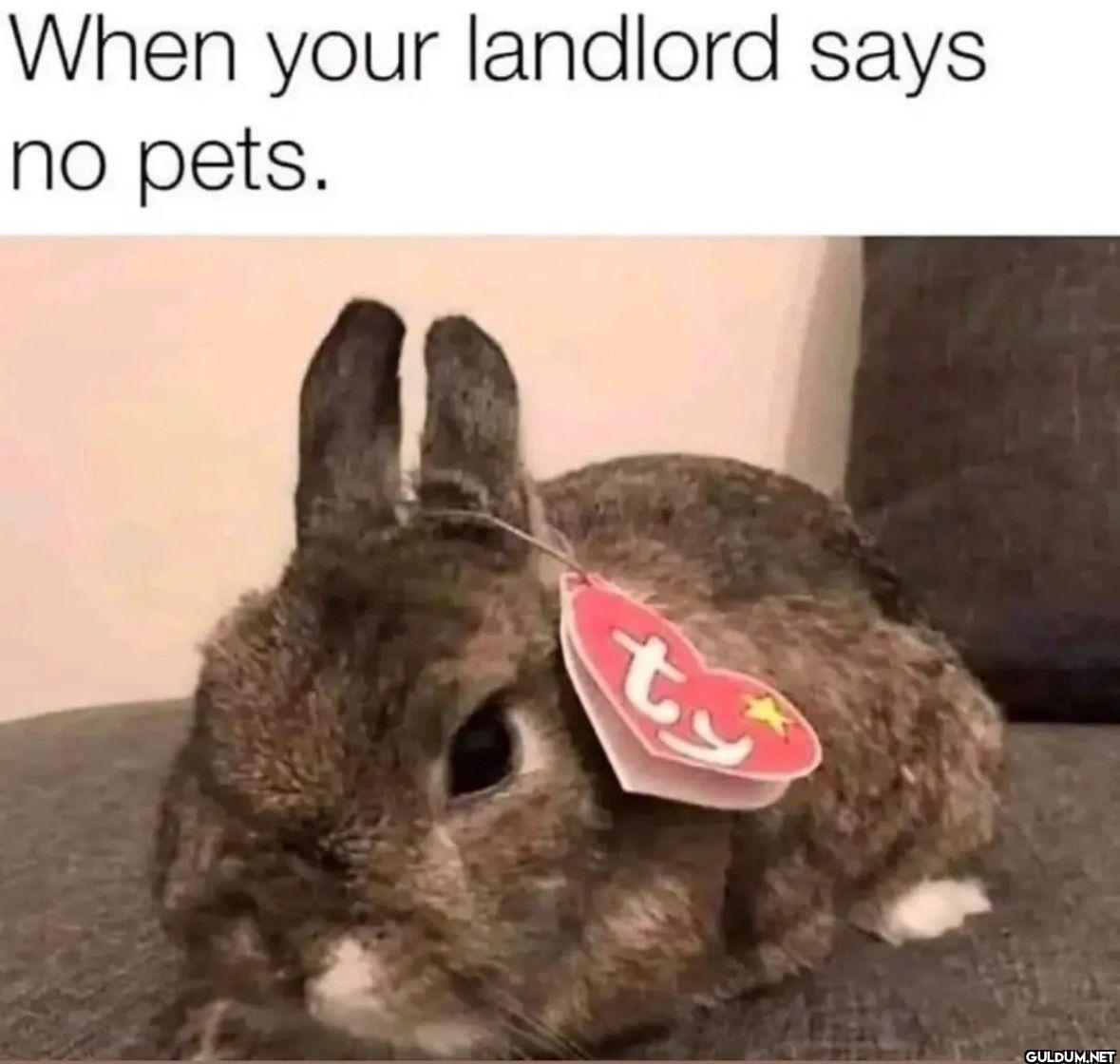When your landlord says no pets.