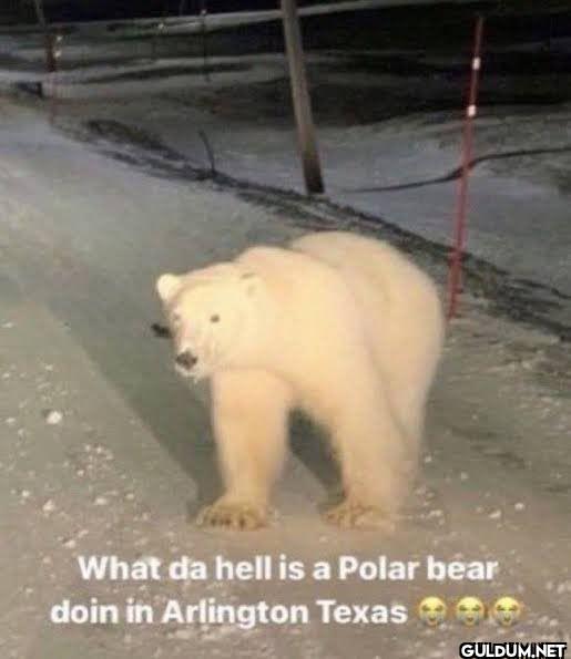What da hell is a Polar...