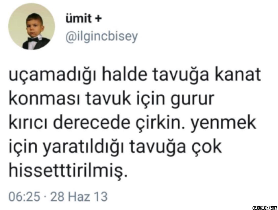 uçamadığı halde tavuğa...