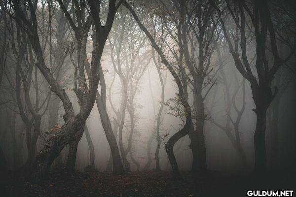 13. The Hoia Baciu Forest,...