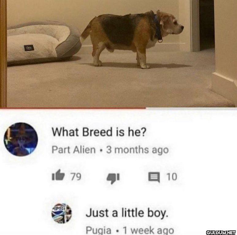 What Breed is he? Part...