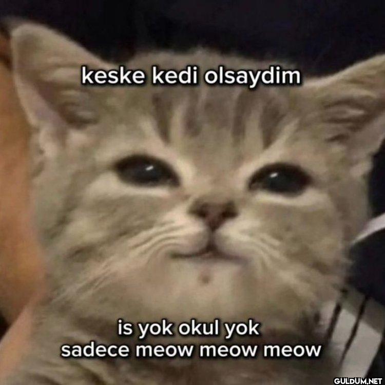 keske kedi olsaydim is yok...