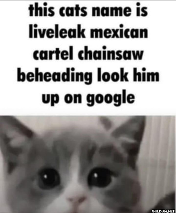 this cats name is liveleak...