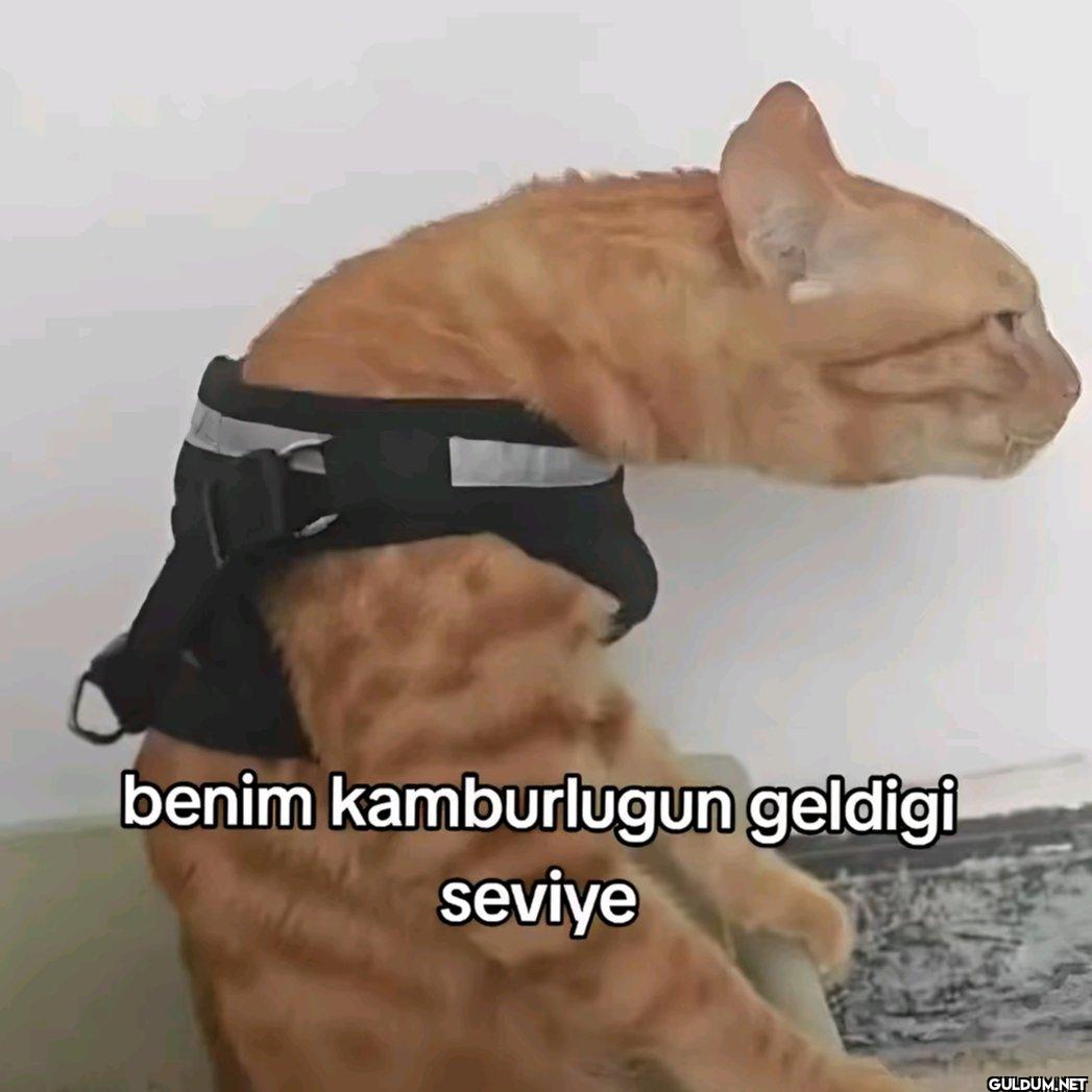 benim kamburlugun geldigi seviye