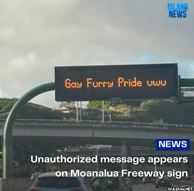 ISLAND NEWS Gay Furry...