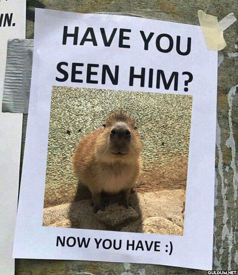 HAVE YOU SEEN HIM? NOW YOU HAVE