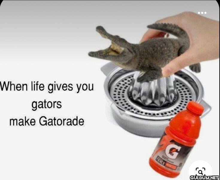 When life gives you gators...