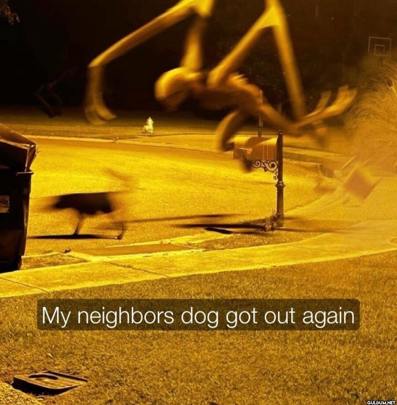 ㅤ    My neighbors dog got out again