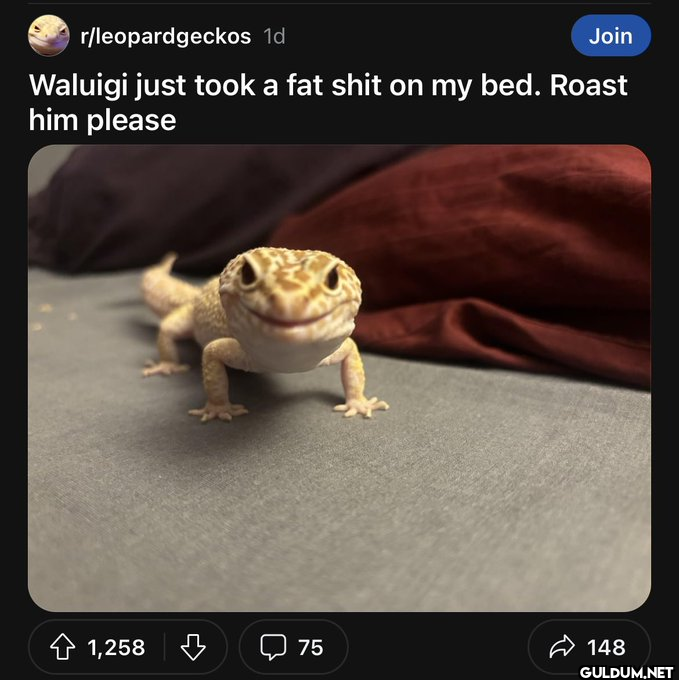 r/leopardgeckos 1d Join...