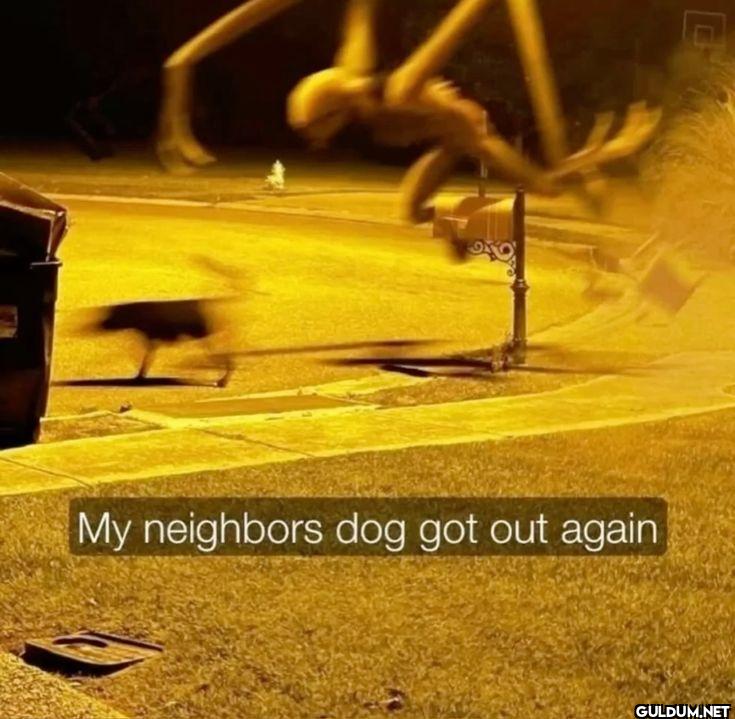 My neighbors dog got out again