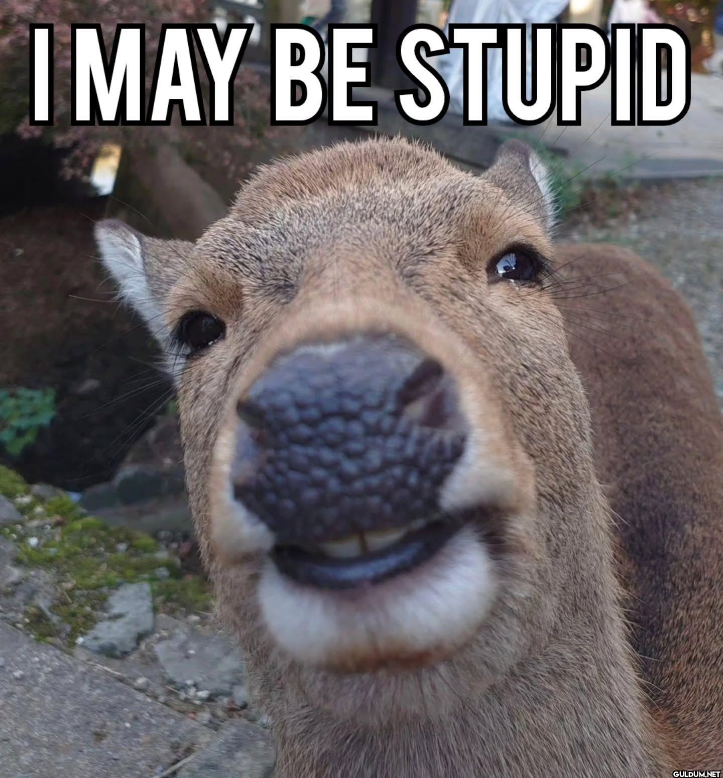 I MAY BE STUPID