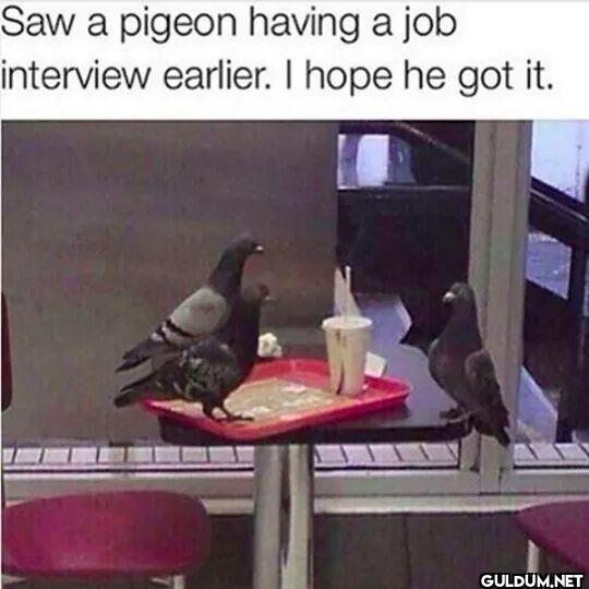 ︎ ︎    Saw a pigeon having...