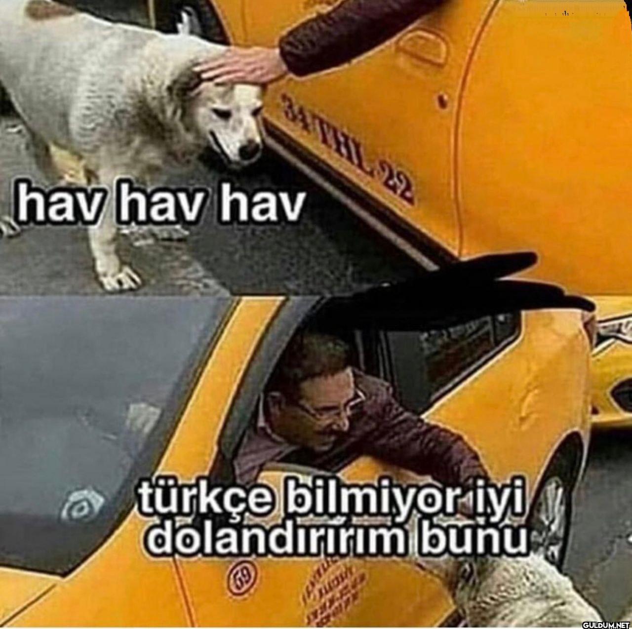 34THL 22 hav hav hav...