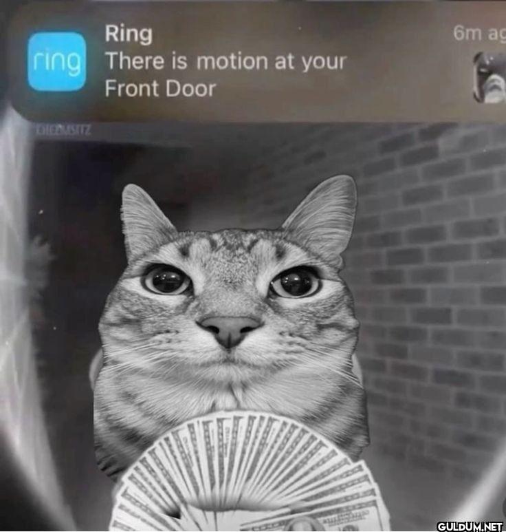 Ring There is motion at...