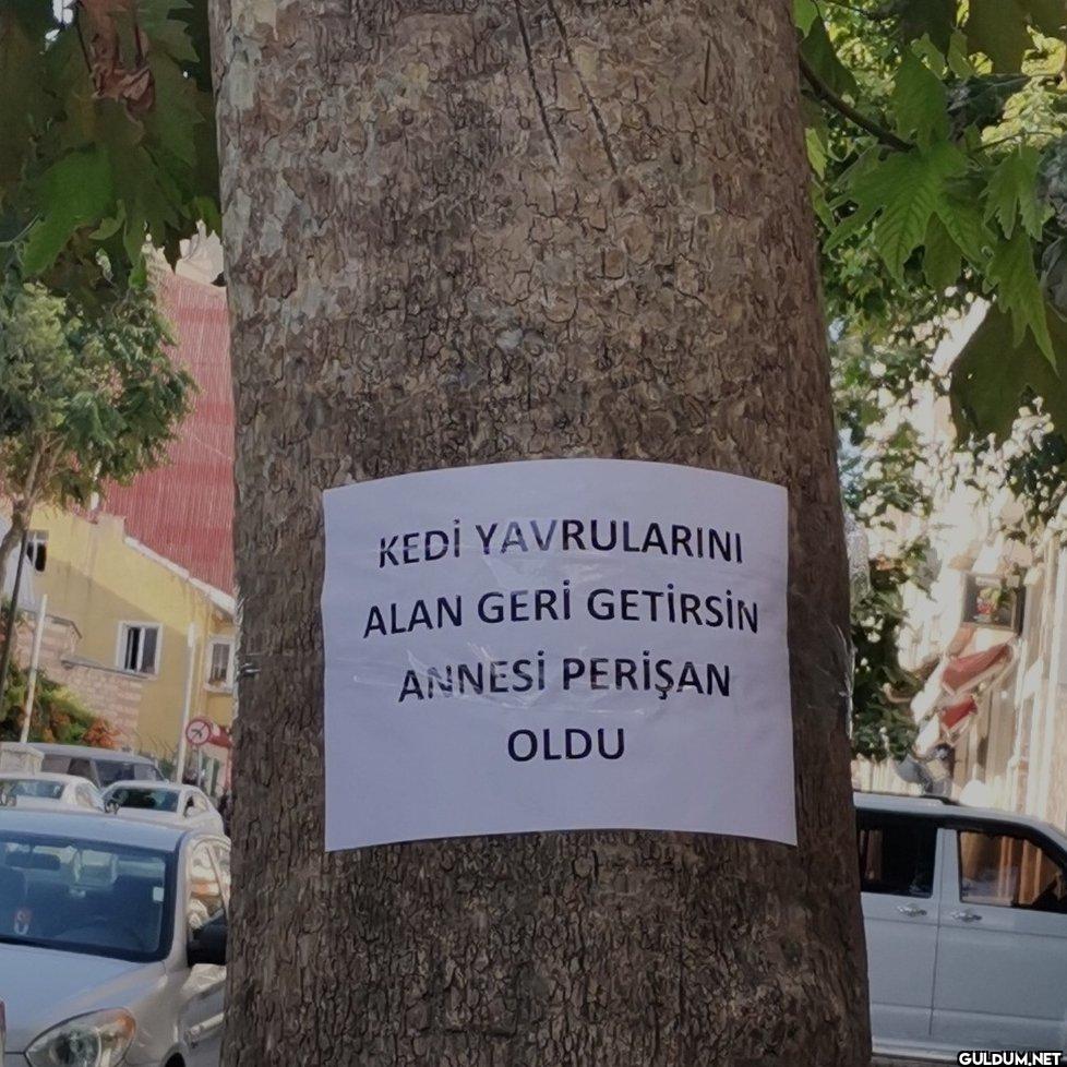 KEDİ YAVRULARINI ALAN GERİ...