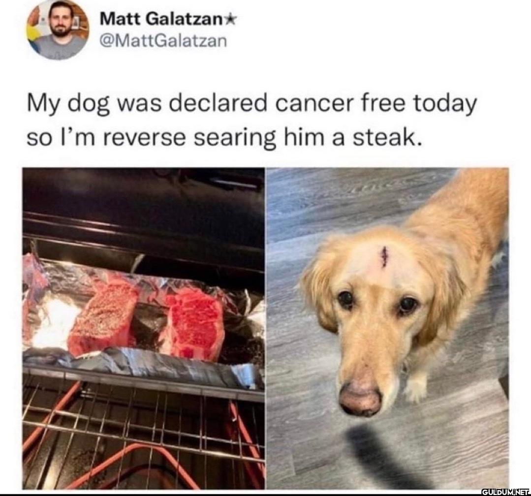 My dog was declared cancer...