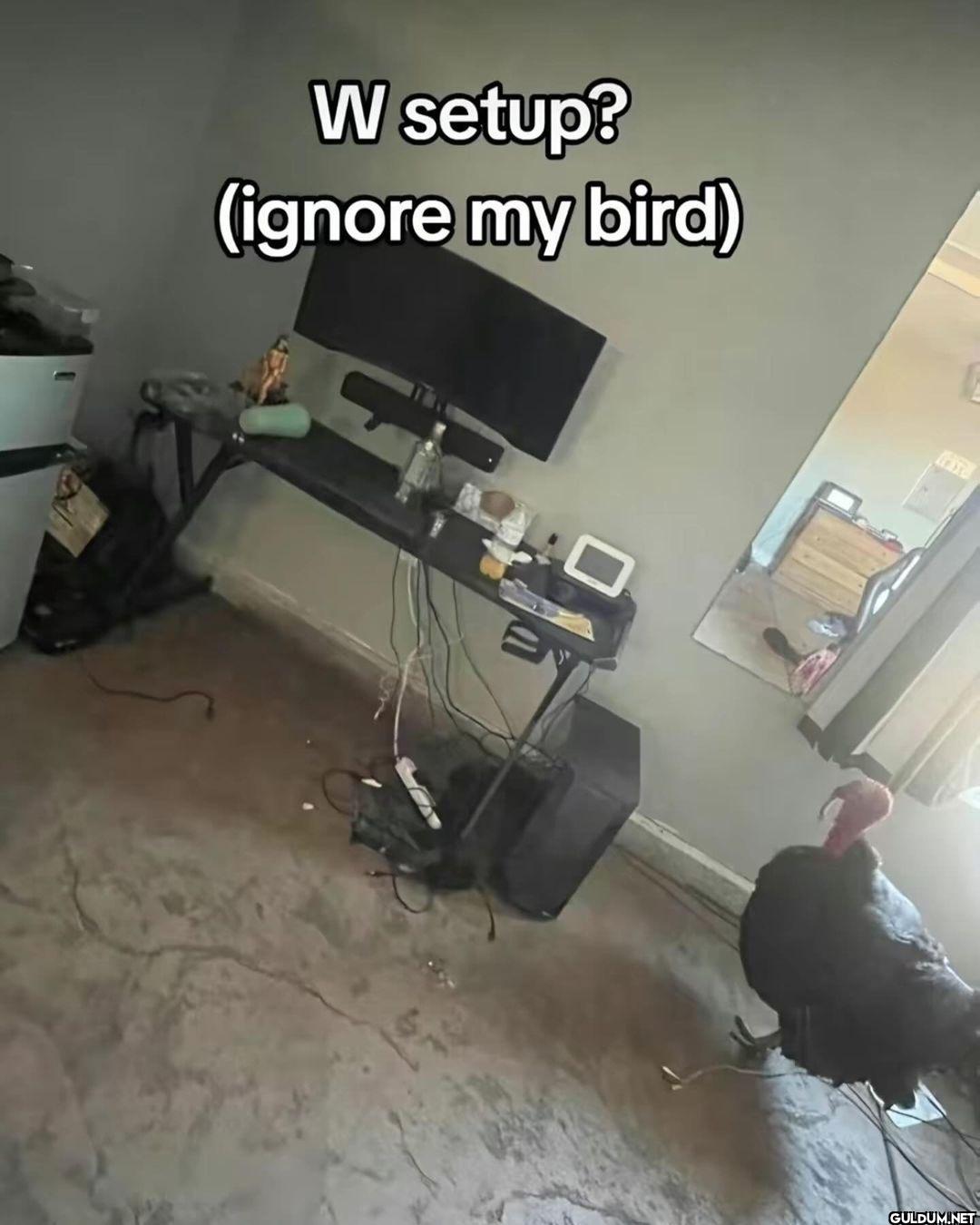 W setup? (ignore my bird)