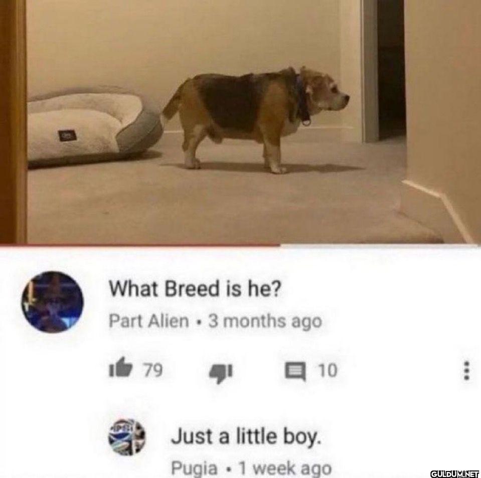 What Breed is he? Part...