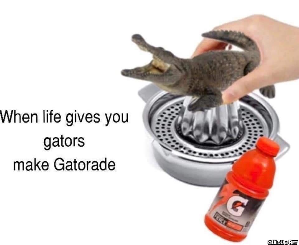 When life gives you gators...