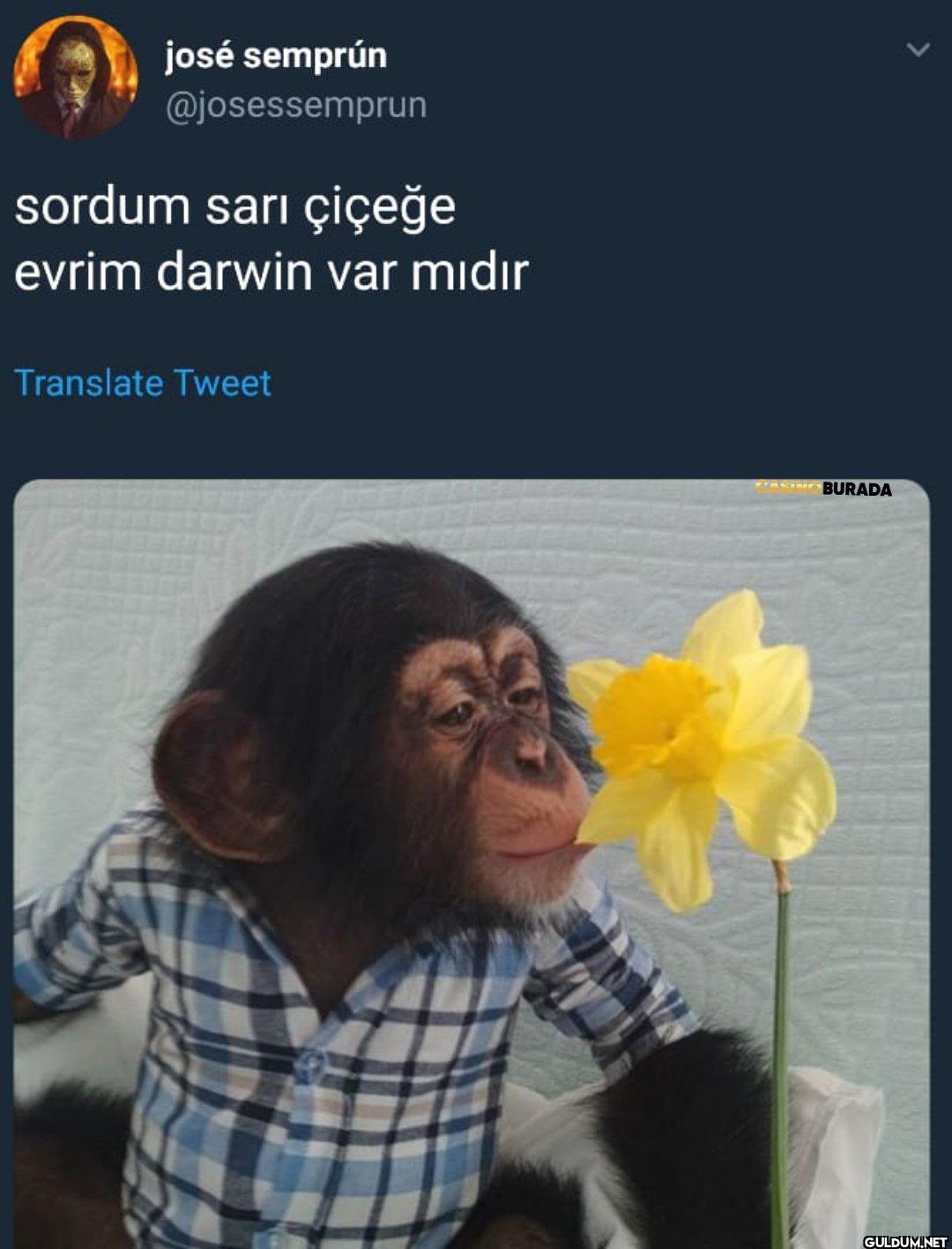 sordum sarı çiçeğe evrim...