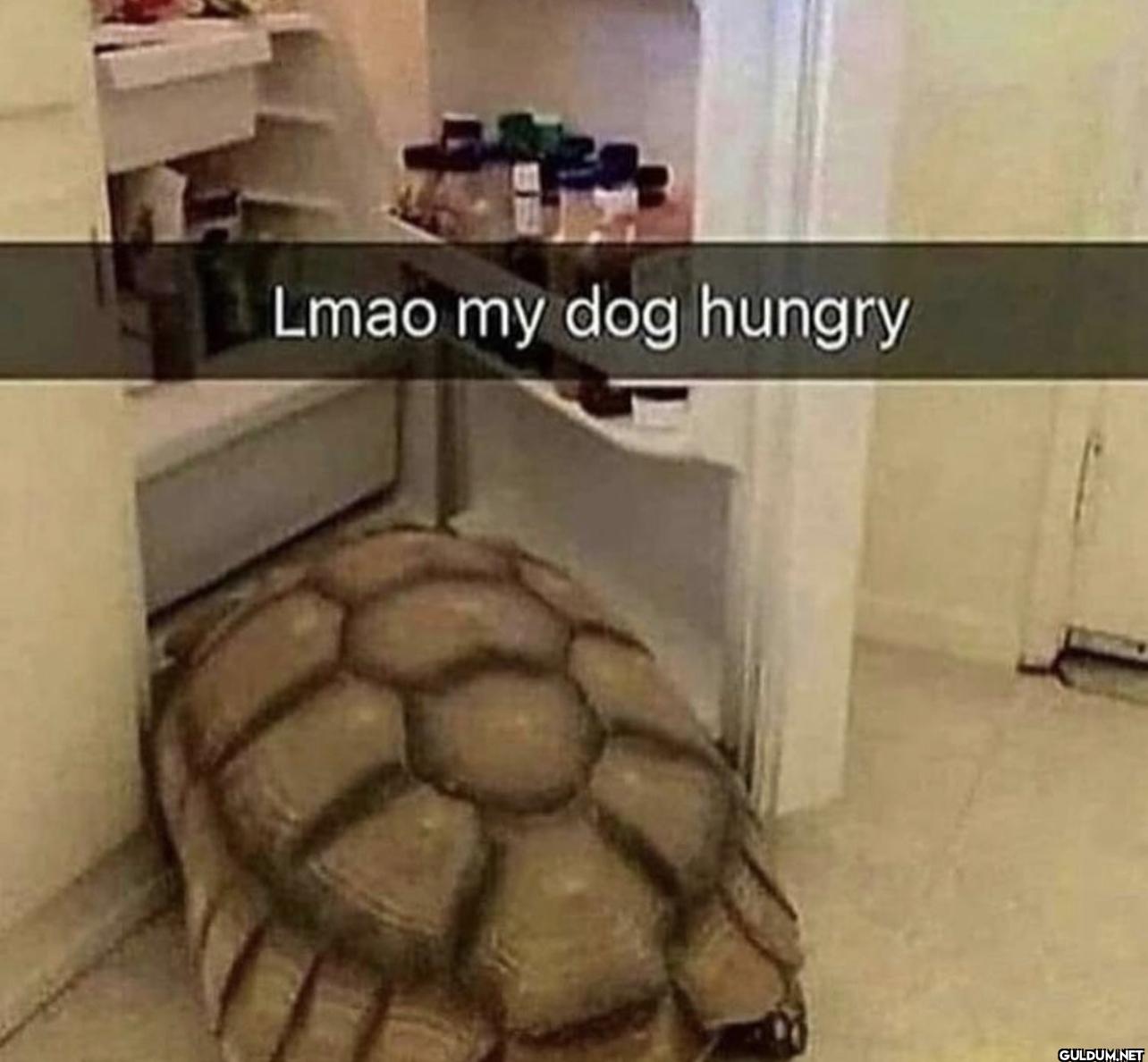 ︎ ︎ ︎ ︎ ︎    Lmao my dog hungry