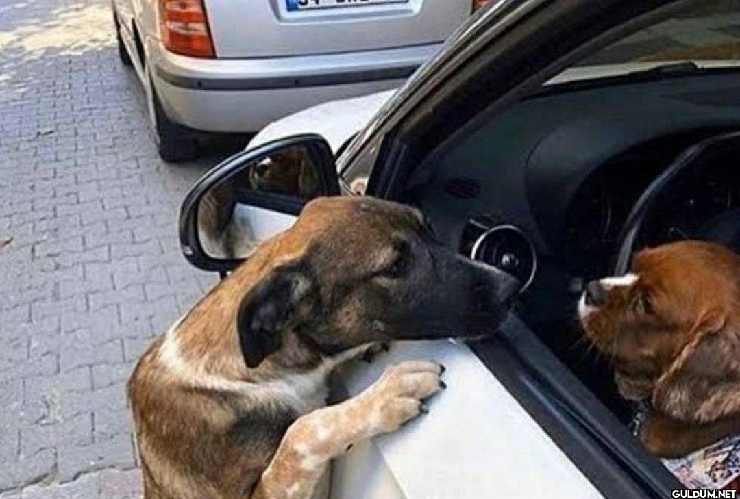 + Adın ne? - Cookie,...