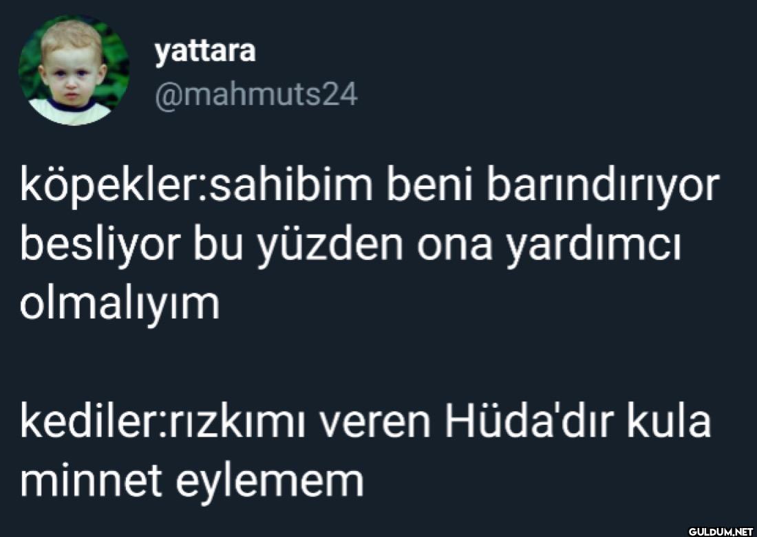 köpekler:sahibim beni...