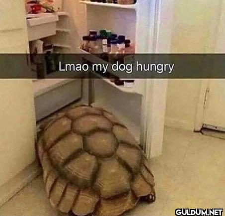 Lmao my dog hungry